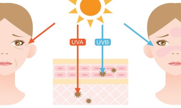 Differences between UVA, UVB, and UVC - Surya Home