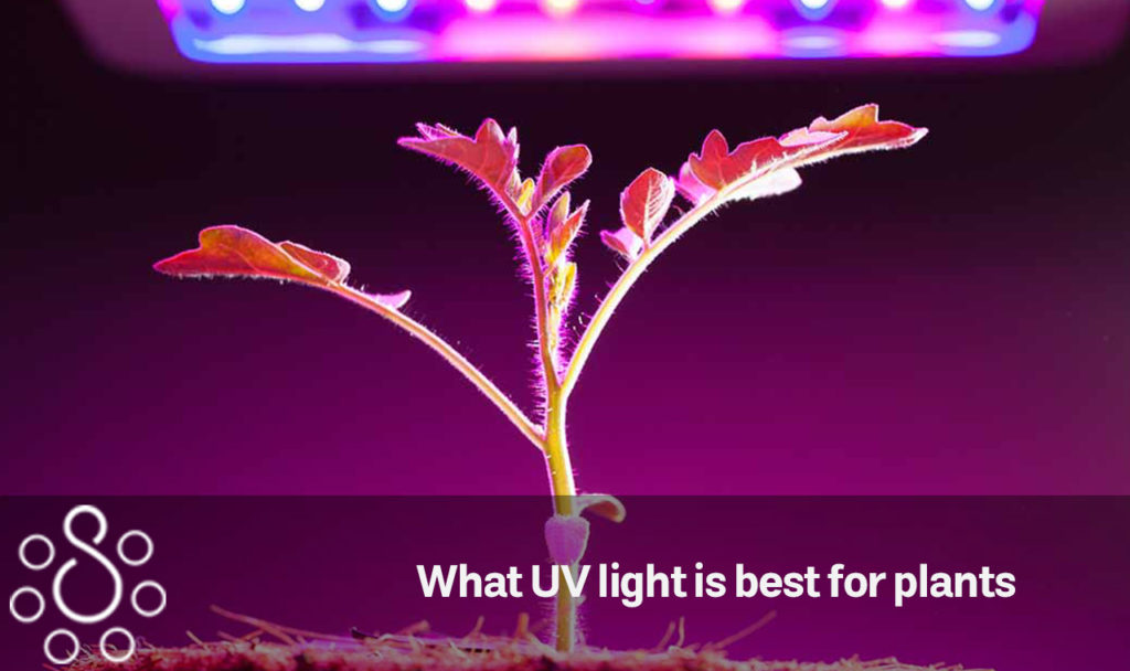 What UV light is best for plants